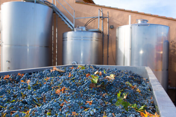 cabernet-sauvignon-winemaking-with-grapes-tanks