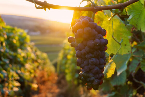 vine-grapes-champagne-region-autumn-harvest-france